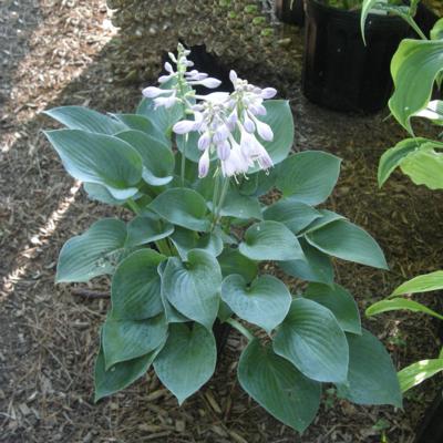 Hosta 'Hadspen Blue'